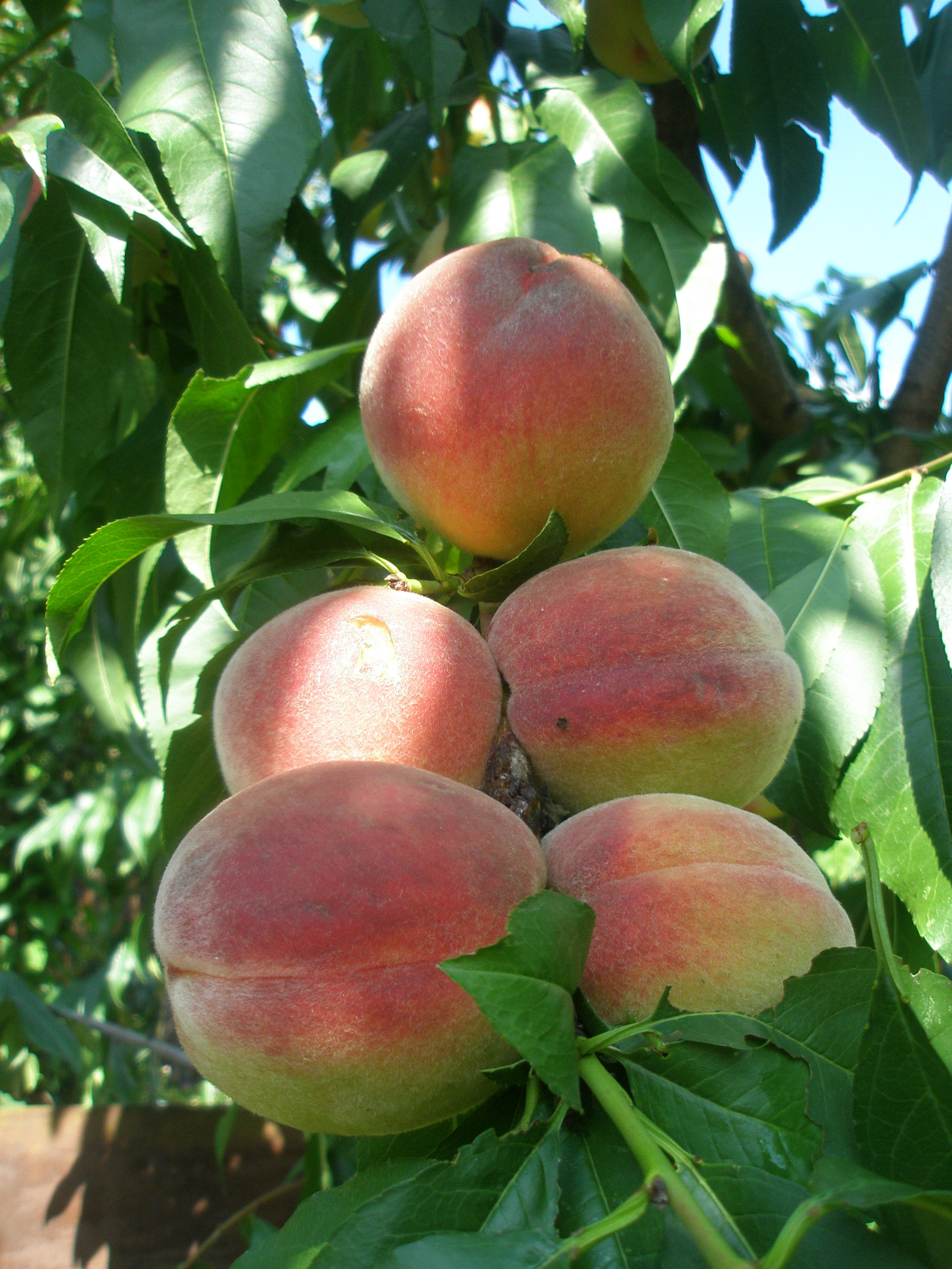 Персик сорт СВ 2010